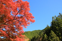 青空ともみじ