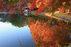 池に映る紅葉