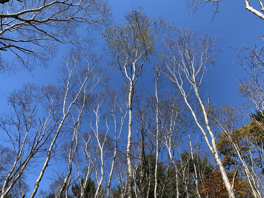 秋の空