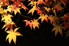 紅葉のライトアップ - 青蓮院門跡