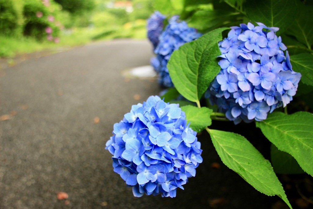 紫陽花の路