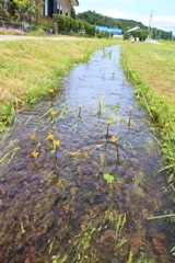 水路に咲く花