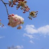 八重桜