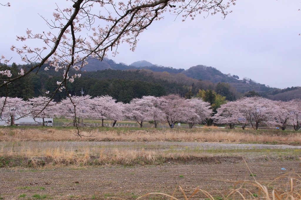 農村の春