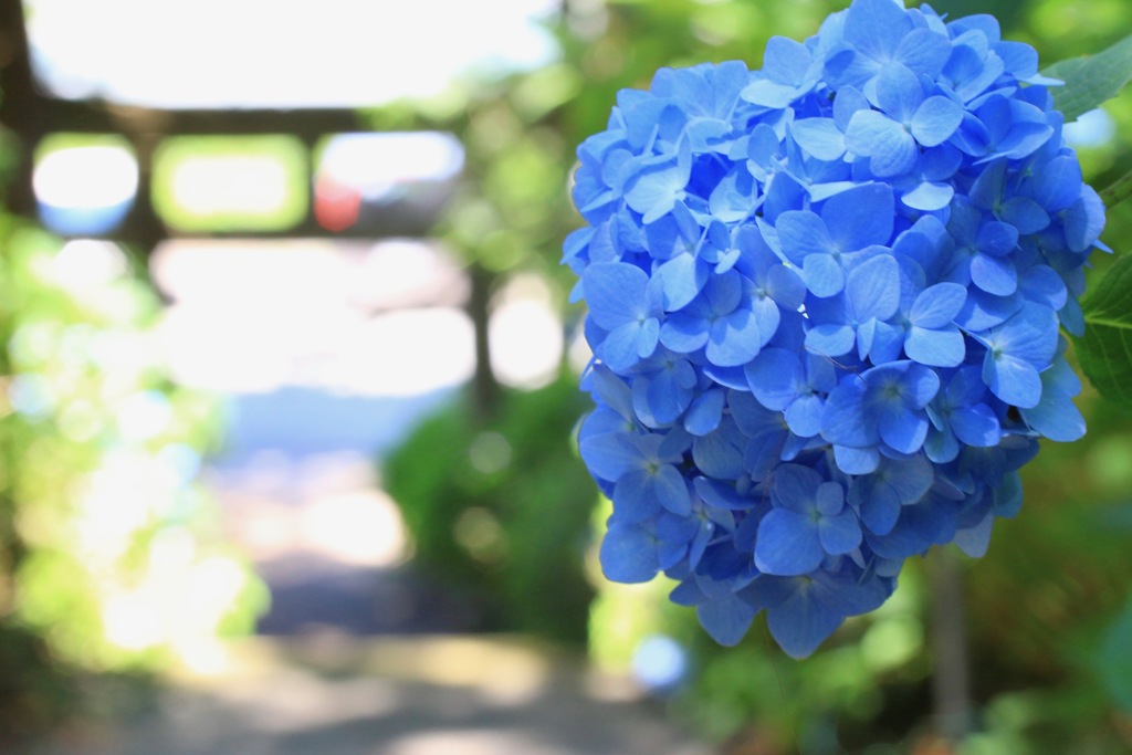 磯山神社の紫陽花(2)