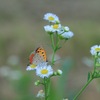 ベニシジミチョウ