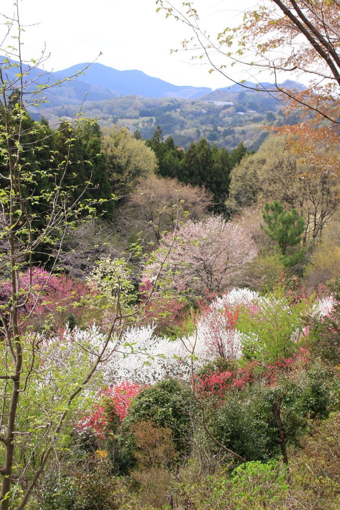 春の山