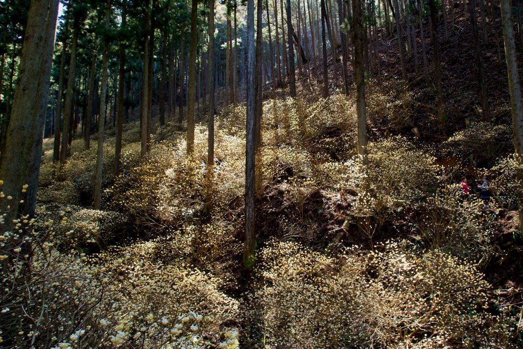 ミツマタ群生地