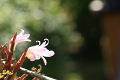 セッコクの花