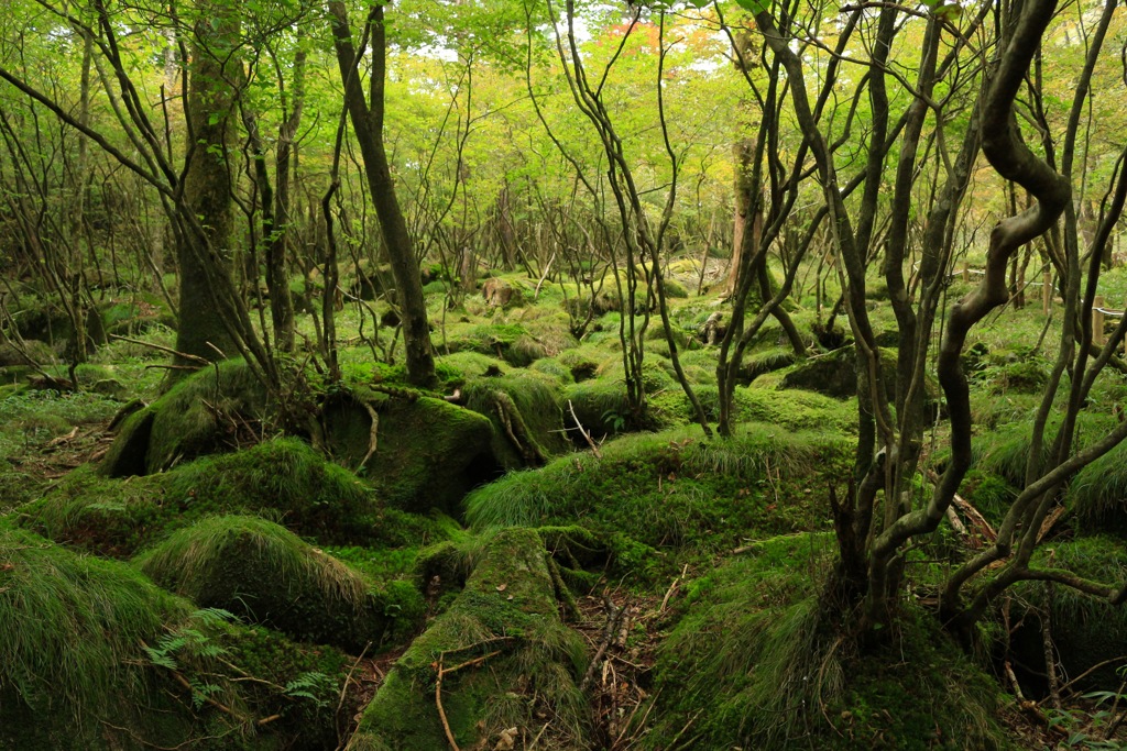 苔むす森