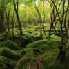 苔むす森