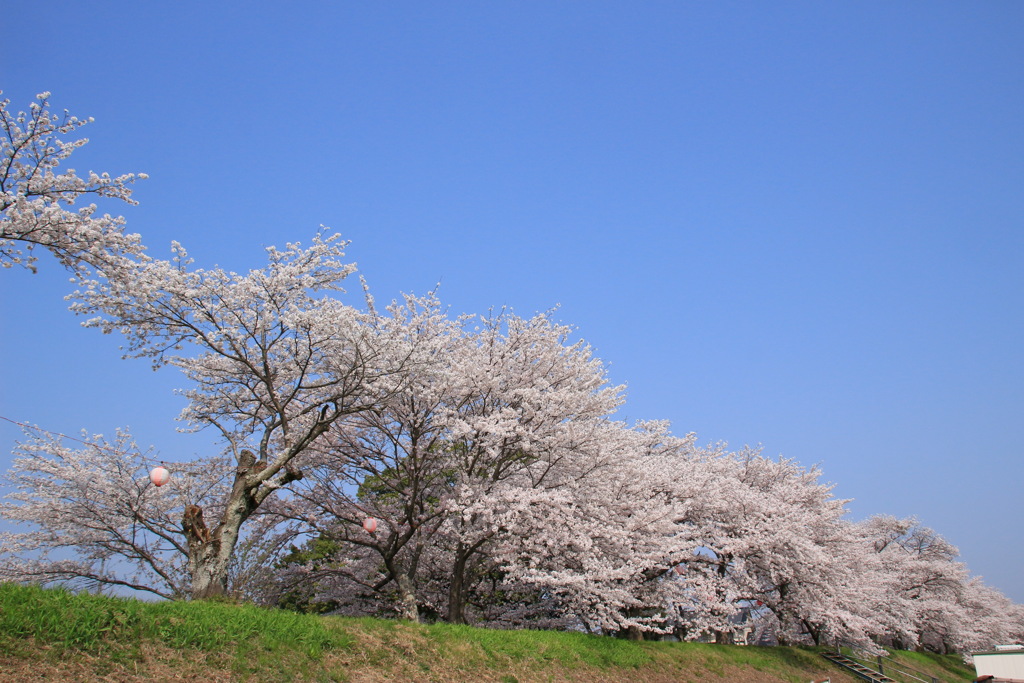 青空と桜