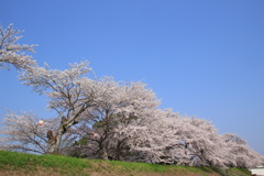 青空と桜