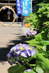 磯山神社の紫陽花(1)