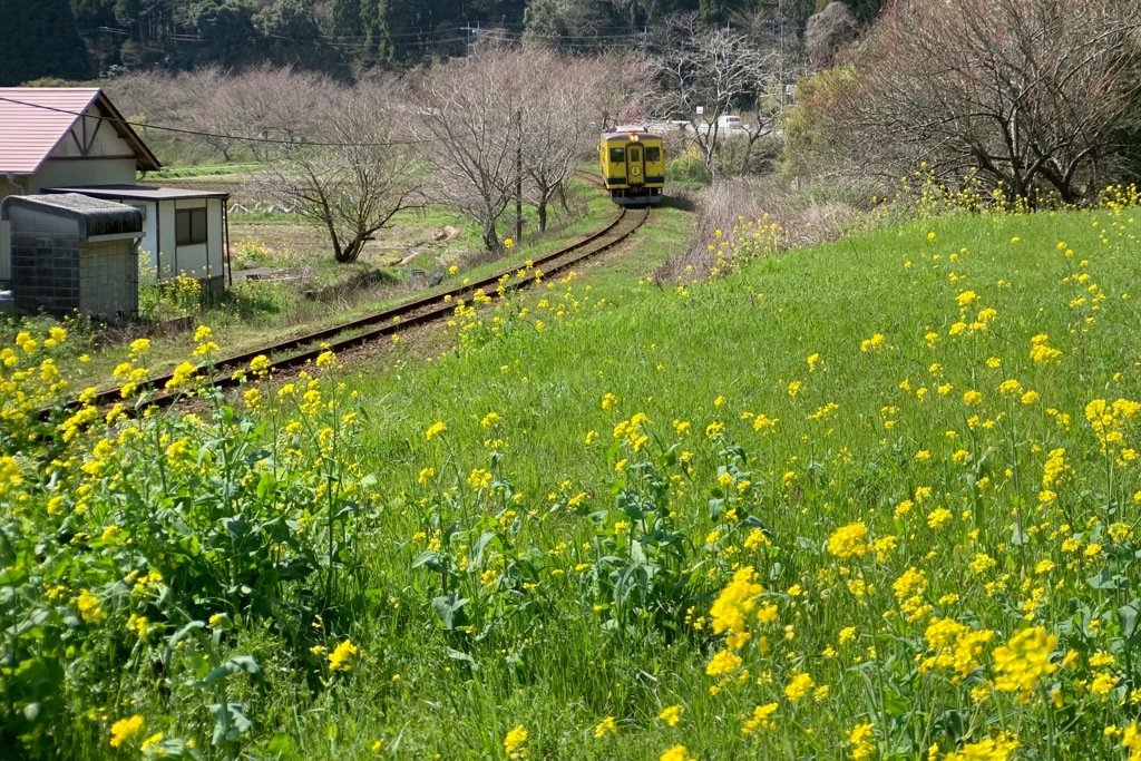 いすみ鉄道と菜の花