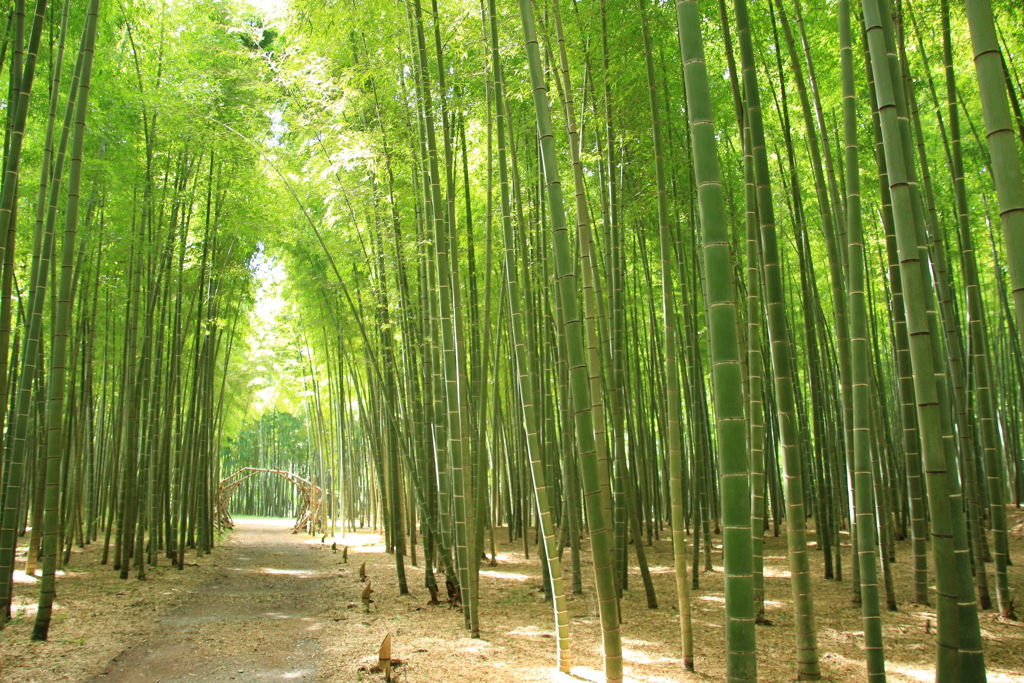 若竹の杜 若山農場