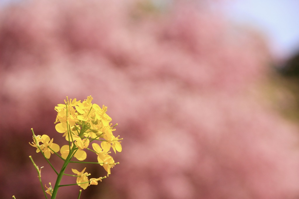 菜の花