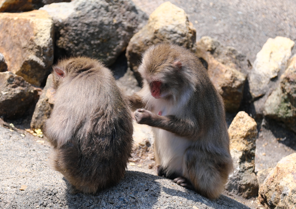 プチっとな