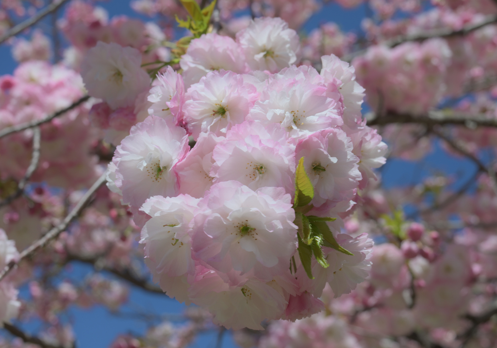 ふんわり八重桜