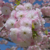 ふんわり八重桜