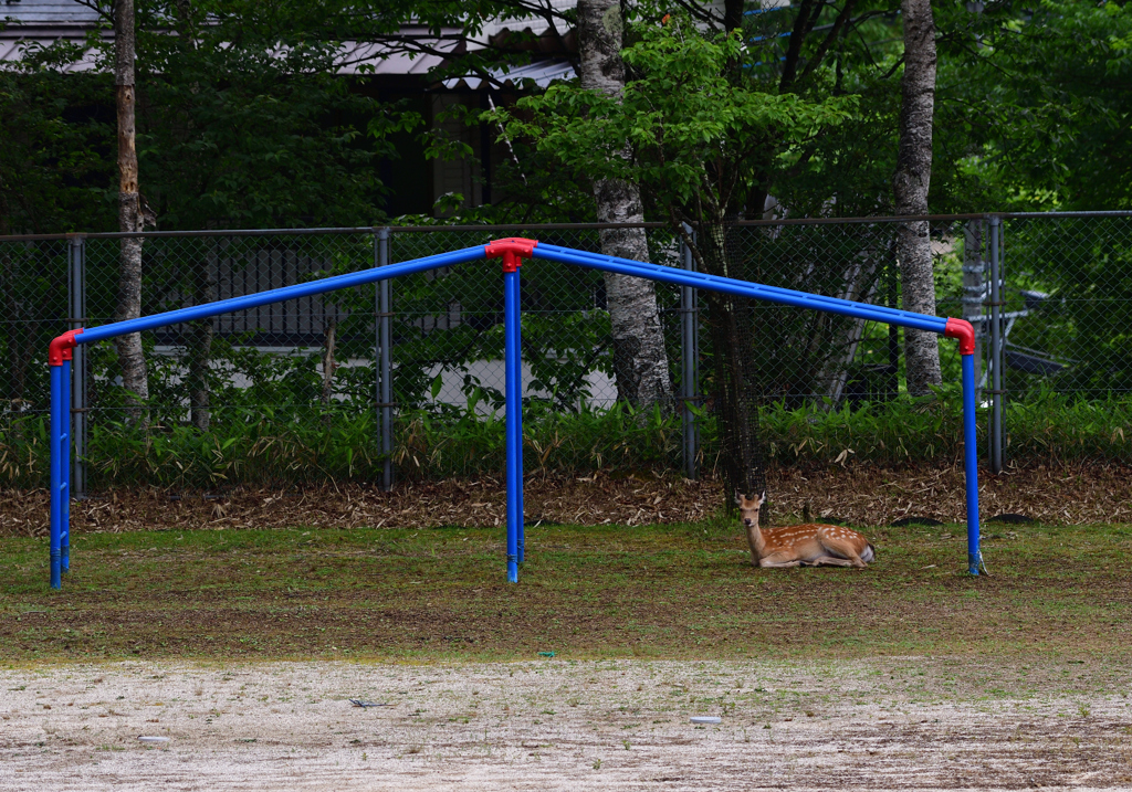 校庭の隣人