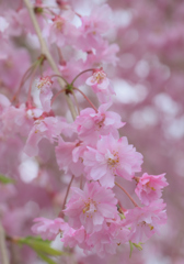 ふんわり枝垂桜