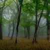 霧の森へ