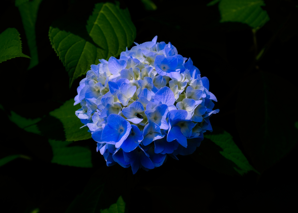梅雨の晴れ間に