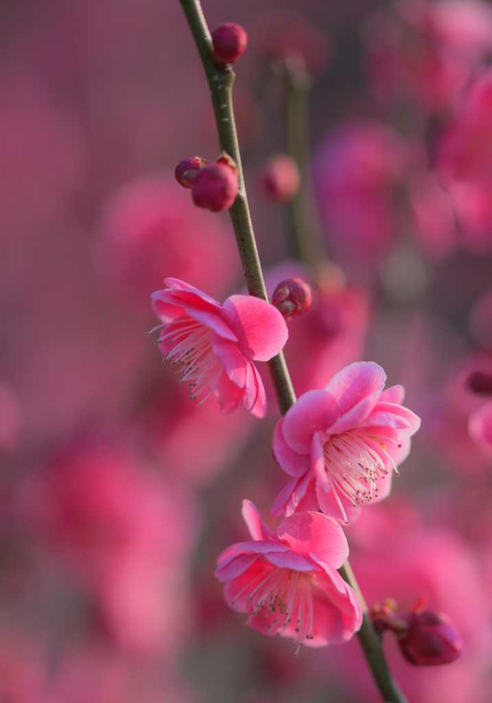 紅梅