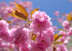 八重桜