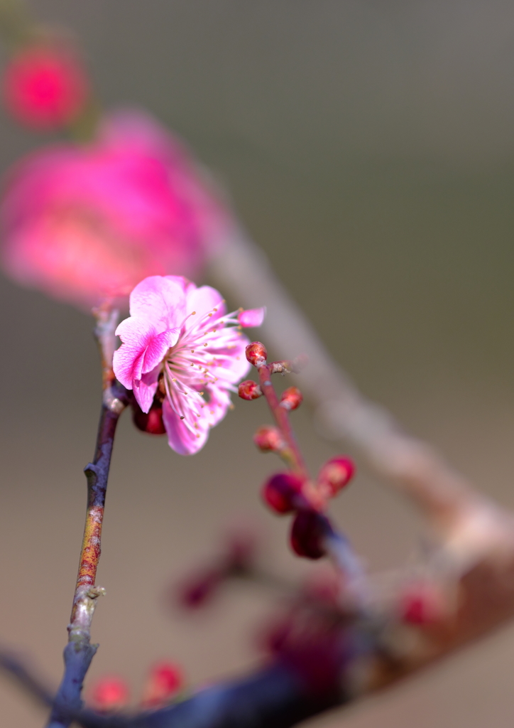 梅花