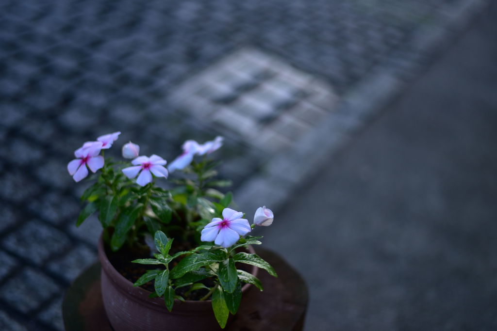 鉢植えの花