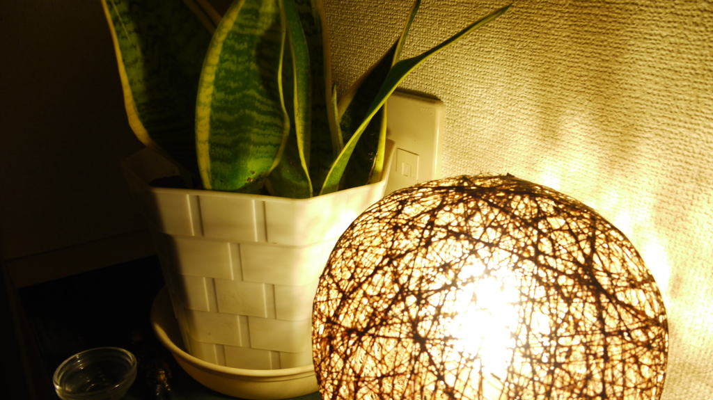 間接照明に照らされる観葉植物 By Shu Photo Id 写真共有サイト Photohito