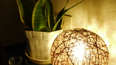 間接照明に照らされる観葉植物