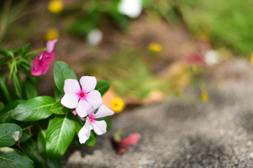花