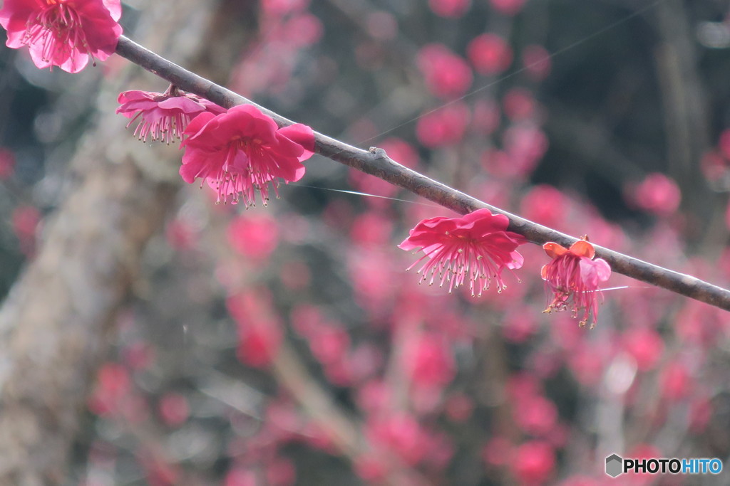 紅梅 ＋