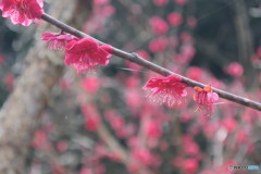 紅梅 ＋