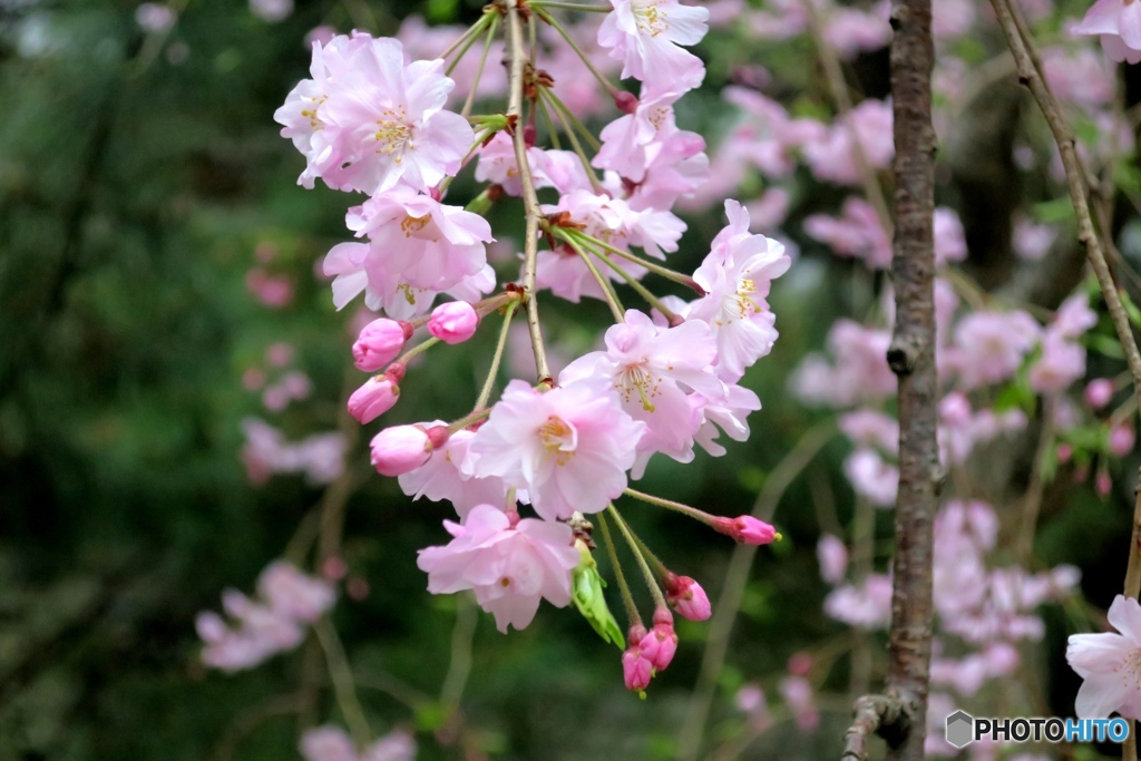 枝垂れ桜①