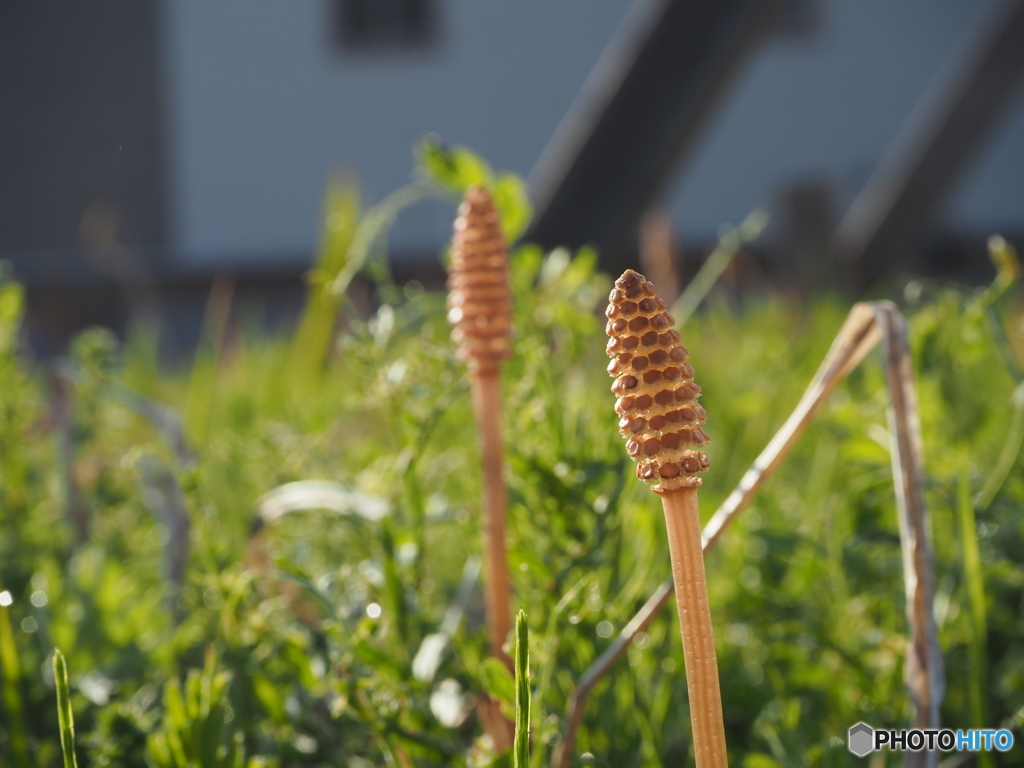 野草たち②