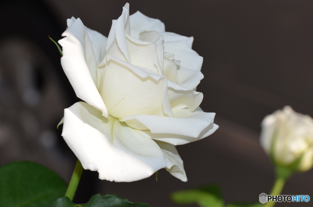 クラシックな薔薇