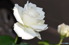 クラシックな薔薇