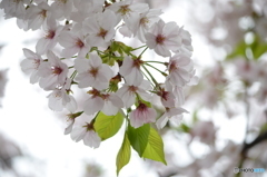 近所の桜①