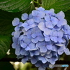 舞鶴公園31