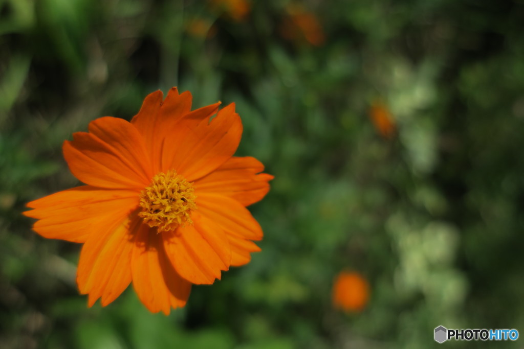 夏の花