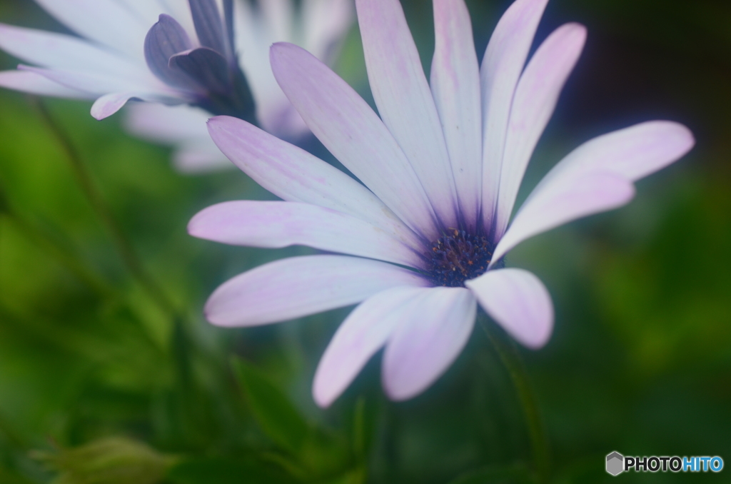 夕暮れ時の花