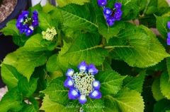 紫陽花(青)