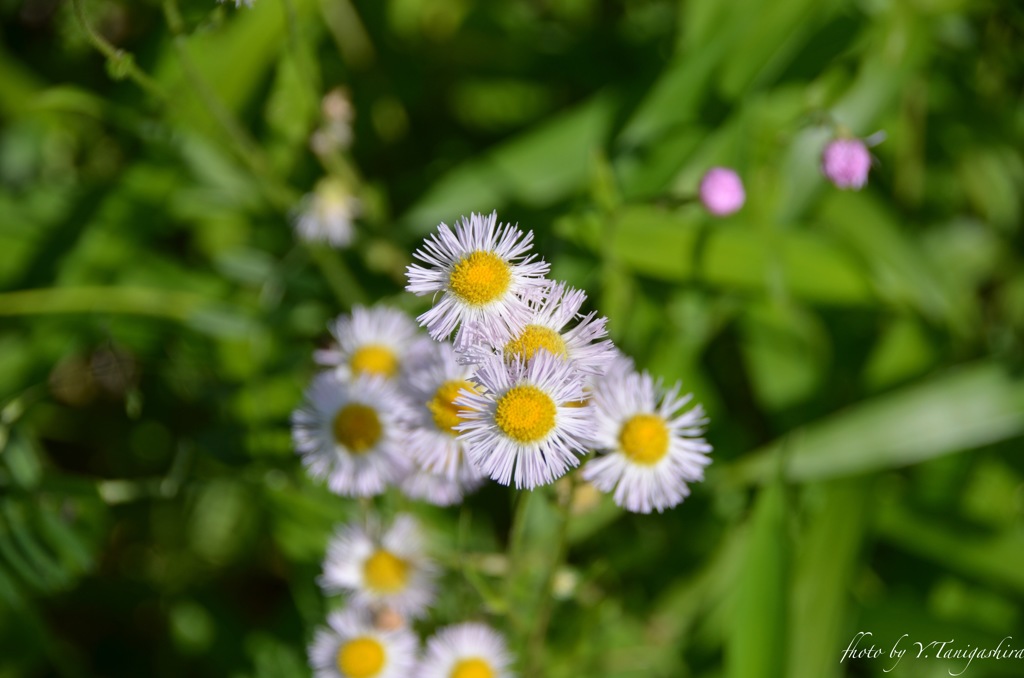 野草だが