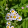 野草だが