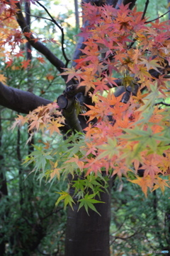 紅葉