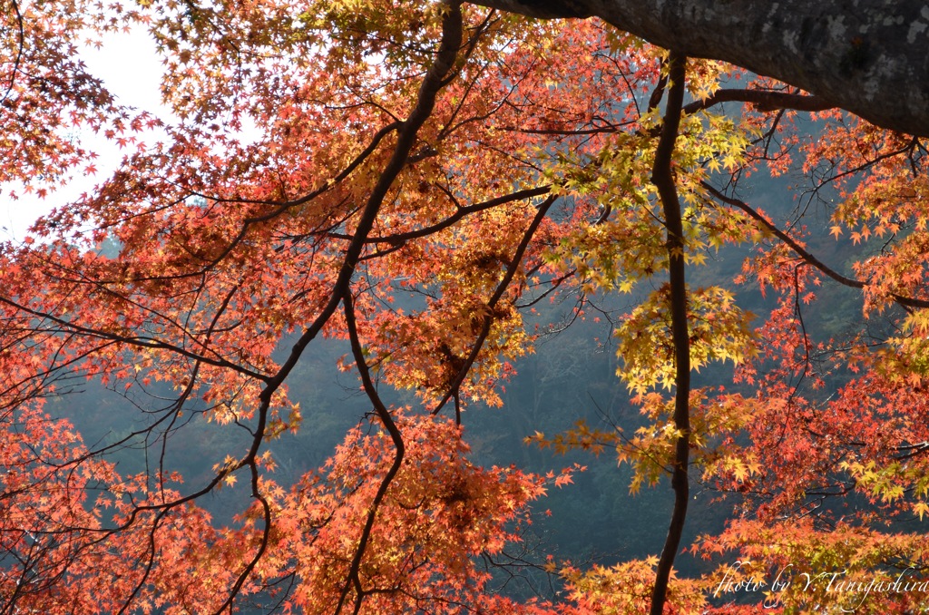 嵐山
